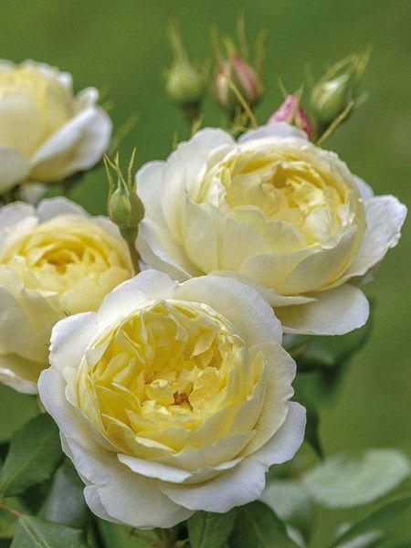 Rosier anglais 'Vanessa Bell '