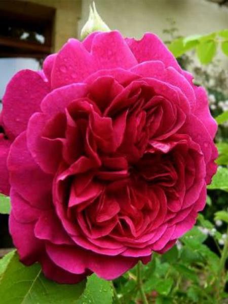 Rosier anglais 'William Shakespeare'