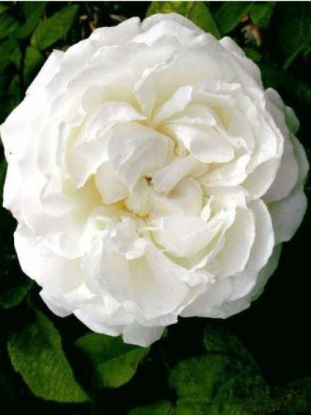 Rosier anglais 'Winchester Cathedral'