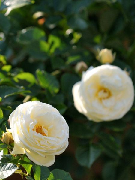 Rosier arbuste 'Artemis'®