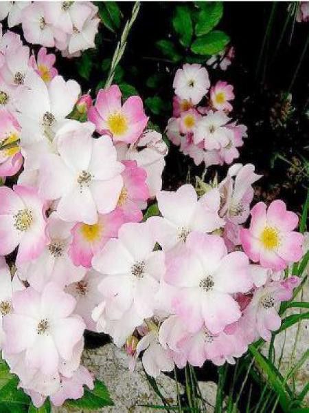 Rosier arbuste 'Ballerina'