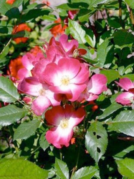 Rosier arbuste 'Bukavu'