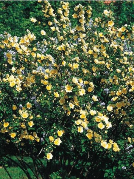 Rosier arbuste 'Canary Bird'