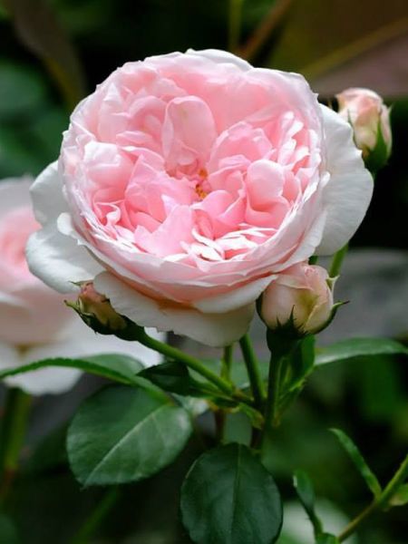 Rosier arbuste 'Cinderella'