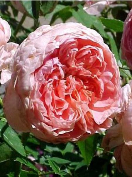 Rosier arbuste 'Colette'