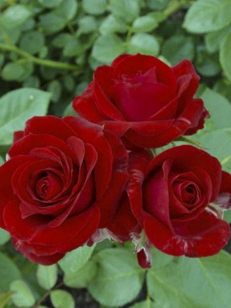 Rosier arbuste 'Courage'