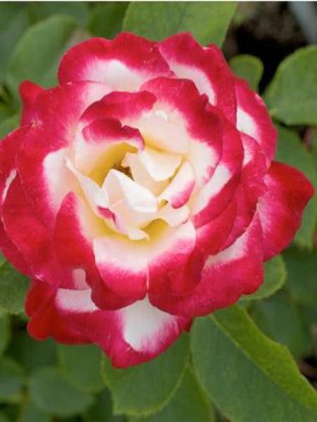 Rosier arbuste 'Double Delight'®