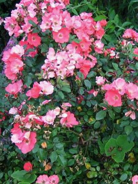 Rosier arbuste 'Douceur Normande'®