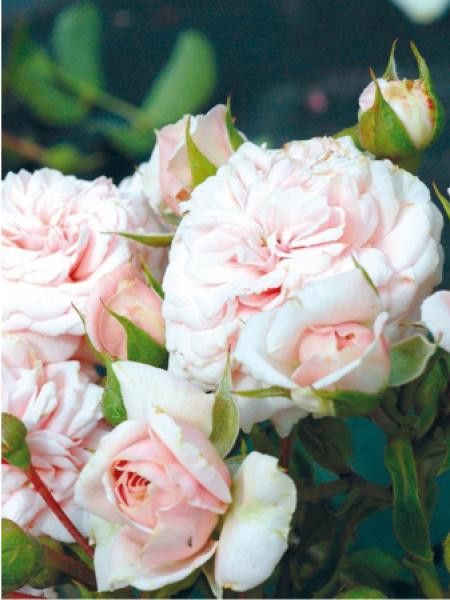 Rosier arbuste 'Emile Garcin®'