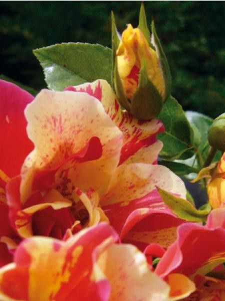 Rosier arbuste 'Jacqueline Farvacques®'