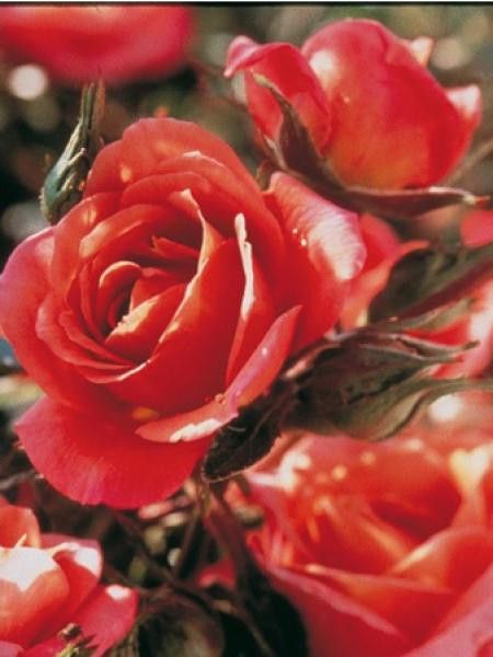 Rosier arbuste 'Kaleidoscope®'