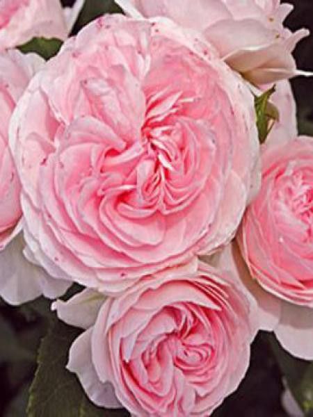 Rosier arbuste 'Larissa'