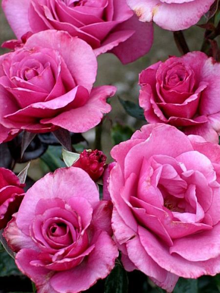 Rosier arbuste 'Love Potion®'