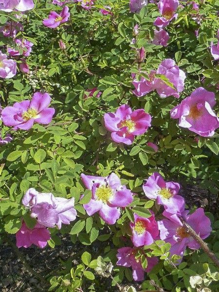 Rosier arbuste 'Marguerite Hilling'