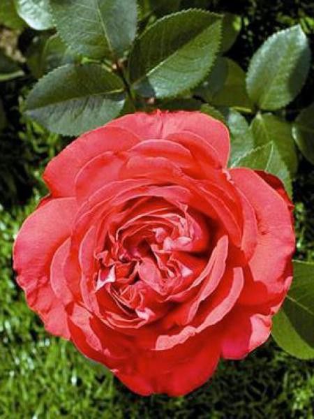 Rosier arbuste 'Marylou'