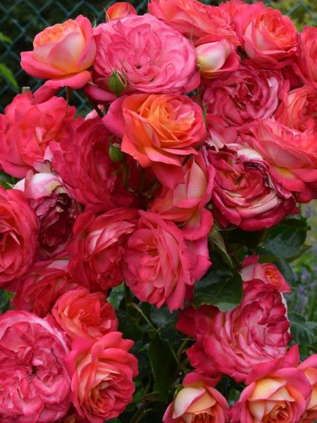 Rosier arbuste 'Midsummer'