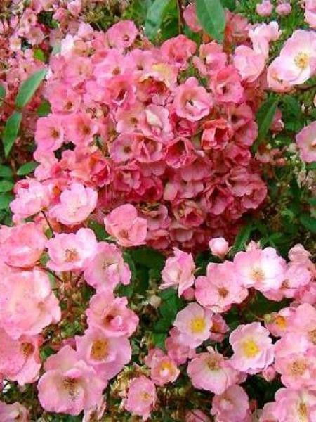 Rosier arbuste moschata 'Alden Biesen'
