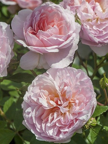 Rosier arbuste moschata 'Ann Boleyn '