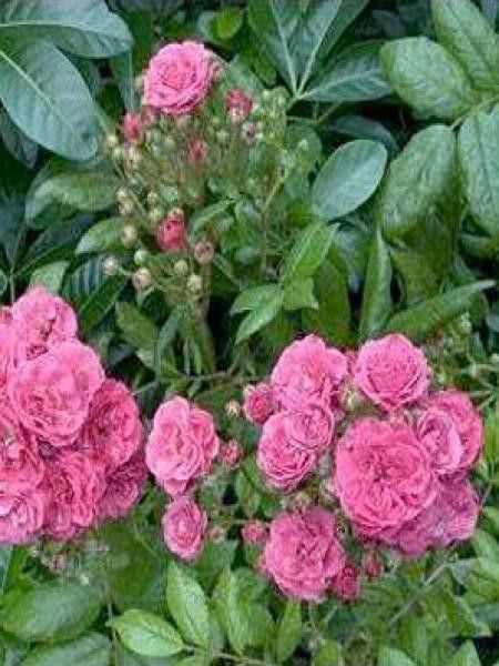 Rosier arbuste moschata 'Dinky'