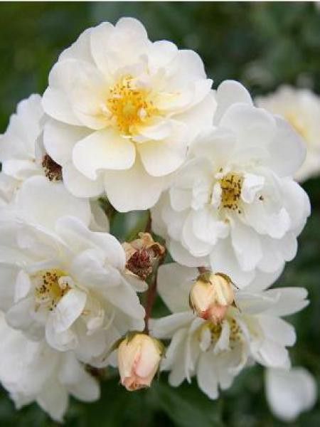 Rosier arbuste moschata 'Neige d'été'