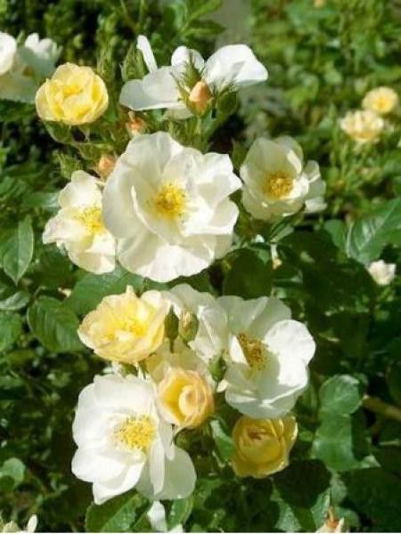 Rosier arbuste moschata 'Omi Oswald'