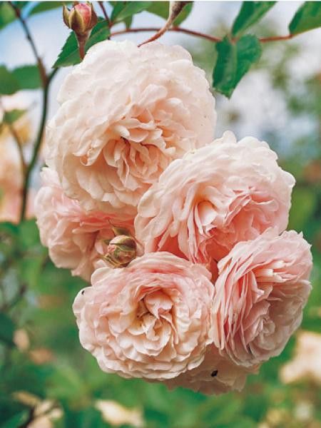Rosier arbuste moschata 'Pink Prosperity'