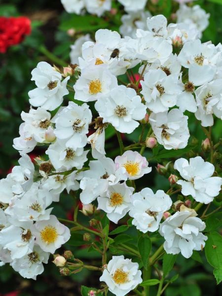 Rosier arbuste moschata 'Poésie'®