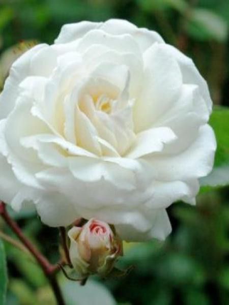 Rosier arbuste moschata 'Prosperity'