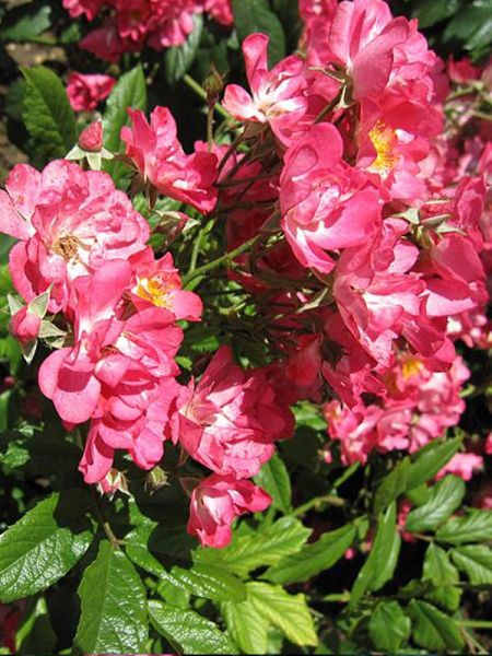 Rosier arbuste moschata 'Robin Hood'