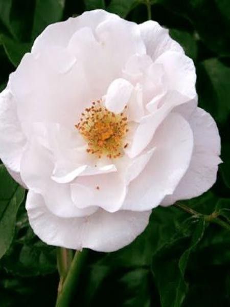 Rosier arbuste 'Pearl Drift'