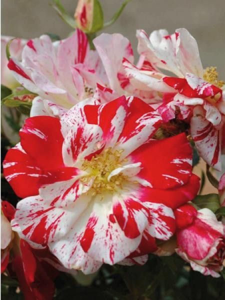 Rosier arbuste 'Philippe Candeloro®'