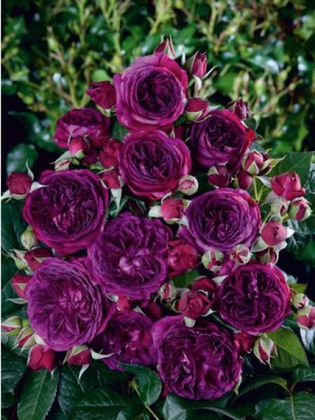 Rosier arbuste 'Purple Lodge'