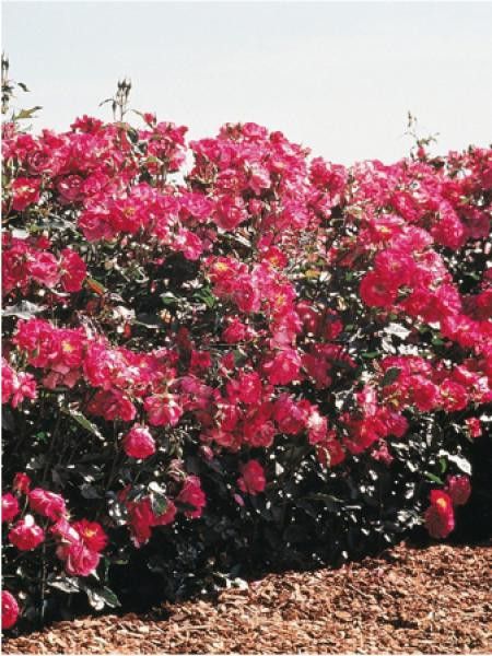 Rosier arbuste 'Purple Simplicity® '