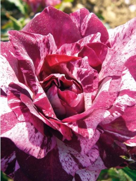 Rosier arbuste 'Purple Tiger®'