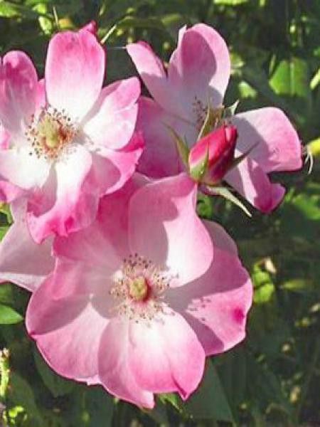 Rosier arbuste 'Rush'