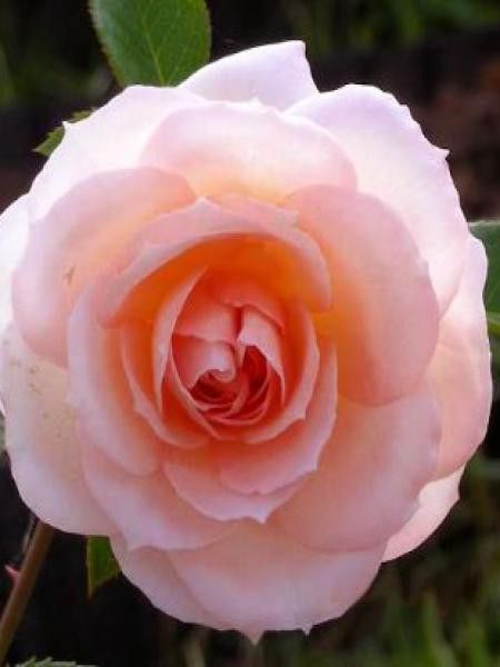 Rosier arbuste 'Schloss Eutin'
