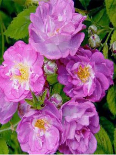 Rosier arbuste 'Sibelius'