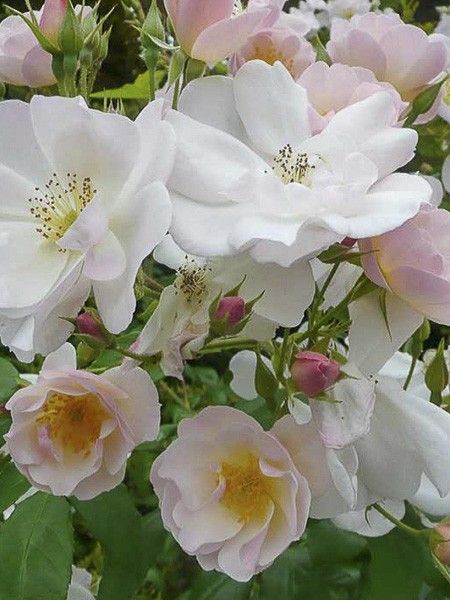 Rosier arbuste 'Sourire d'Orchidée'