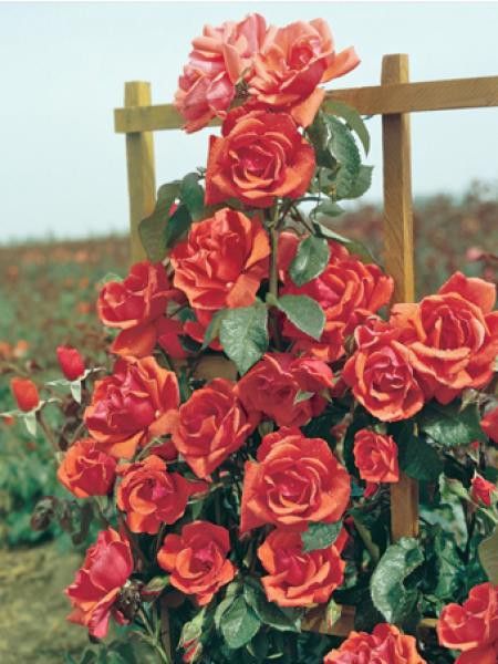 Rosier 'Blaze of Glory' ®