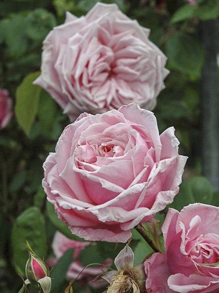 Rosier 'Blossomtime'