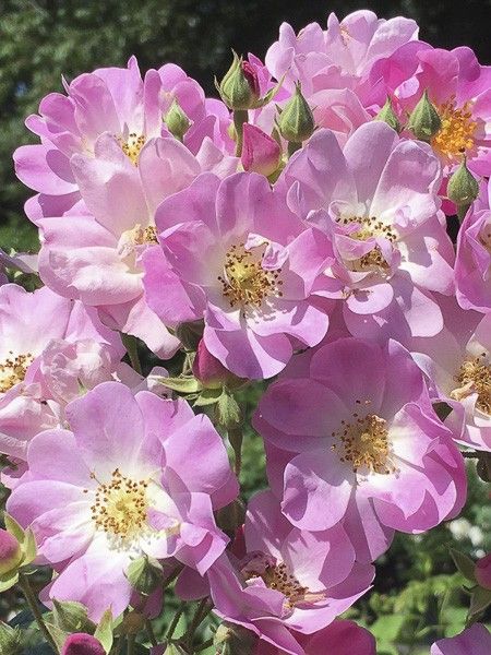 Rosier 'Blush Rambler'