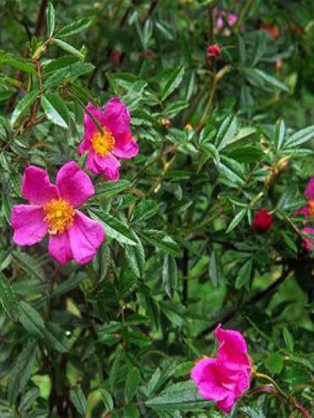 Rosier botanique nitida