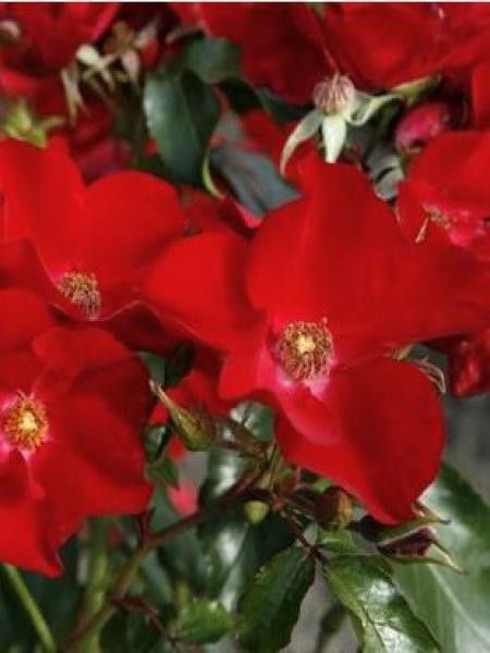 Rosier couvre-sol 'Apache'®