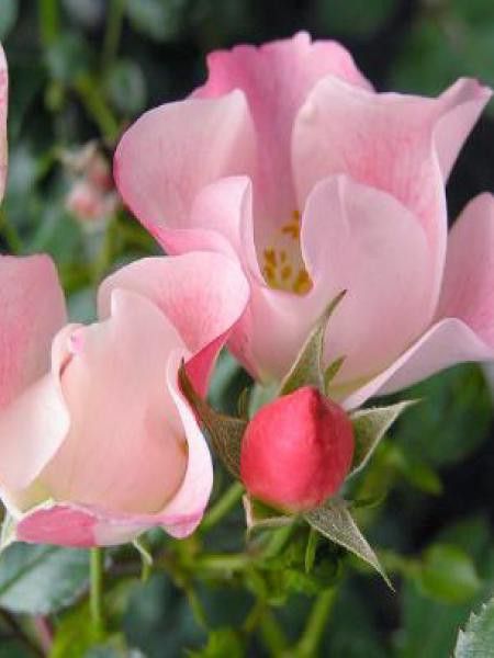 Rosier couvre-sol 'Bingo Meidiland'