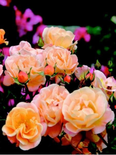 Rosier DECOROSIERS® 'Calizia'®