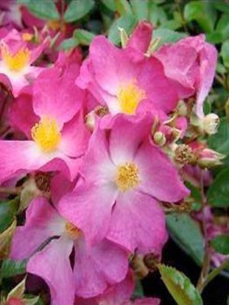 Rosier couvre-sol 'Fil des Saisons'