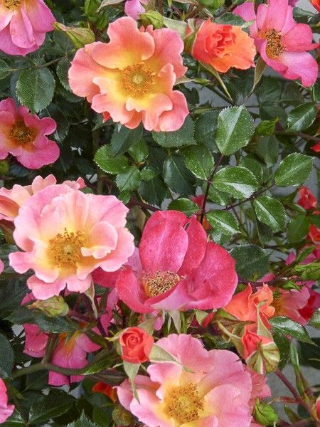 Rosier couvre-sol 'Happy Chappy'