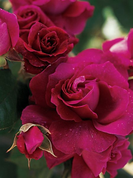 Rosier couvre-sol 'Intrigue'®