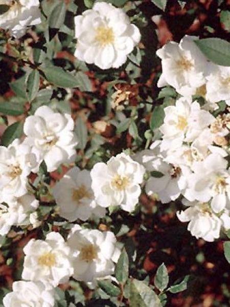 Rosier couvre-sol 'Kent'