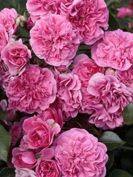 Rosier couvre-sol 'Les Quatre Saisons'